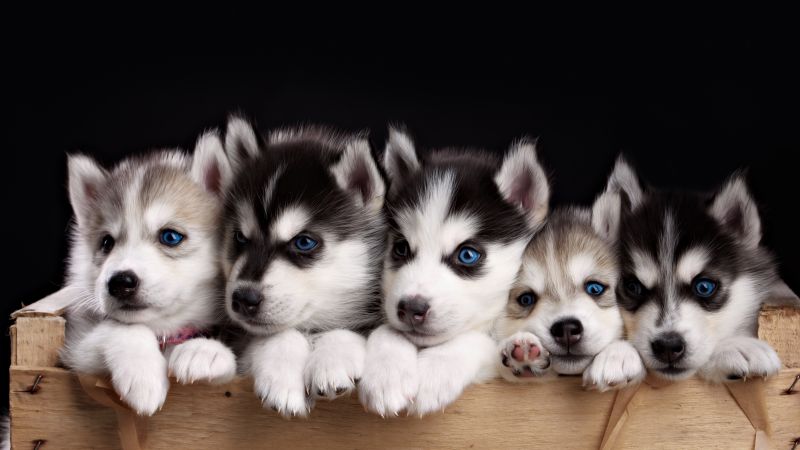 Husky, puppy, cute animals, 4k (horizontal)