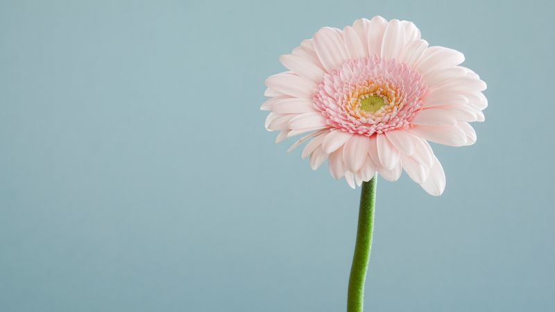 flower, 4k (horizontal)