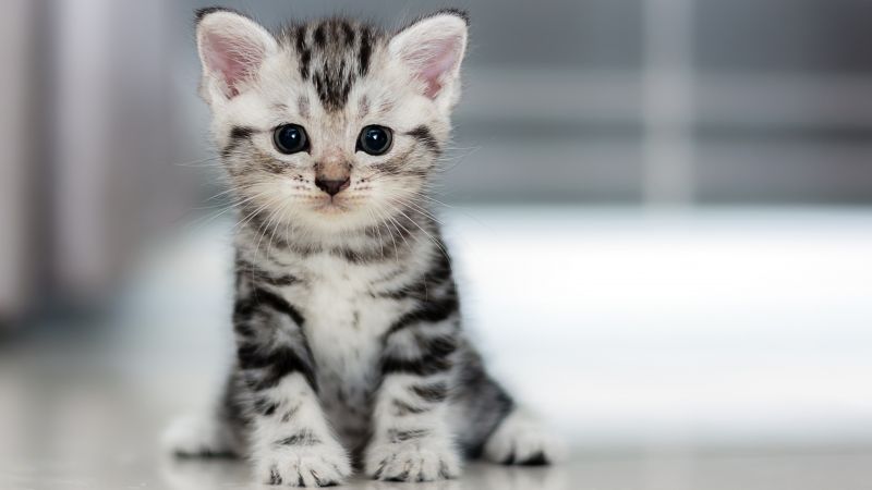 Kitten, Cat, cute, 4K (horizontal)