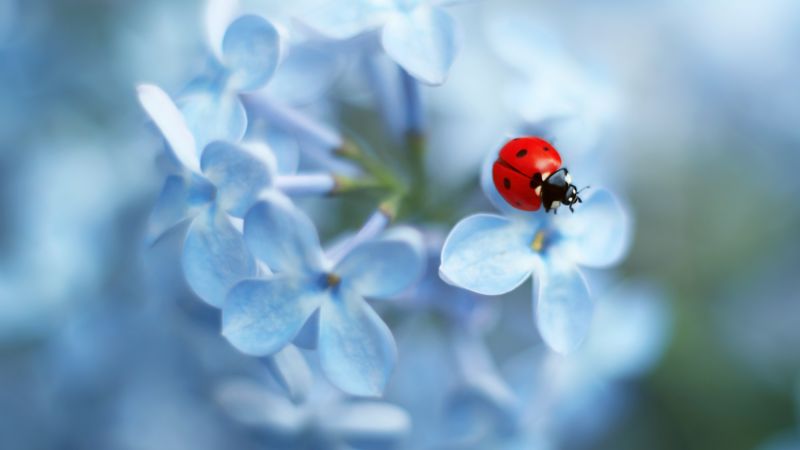 Ladybug, flower, 4K (horizontal)