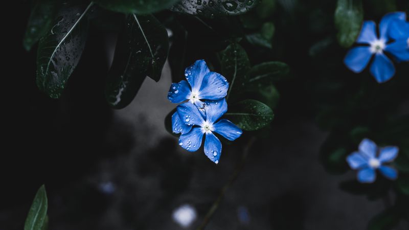 Blue Flower, Forget-Me-Not, 4K, 5K (horizontal)