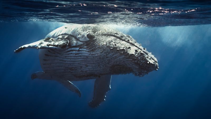 Underwater, Whale, 4K (horizontal)