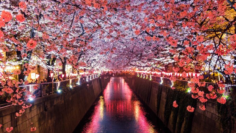 Sakura, Spring, 5K (horizontal)