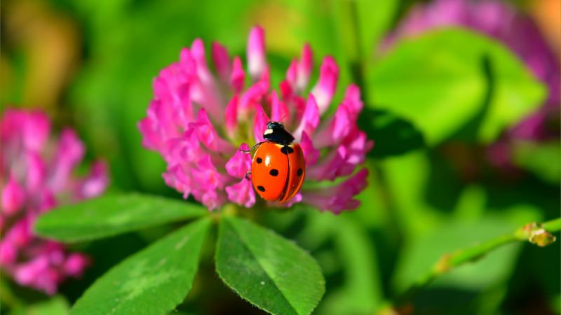 Ladybug, flower, 4K (horizontal)