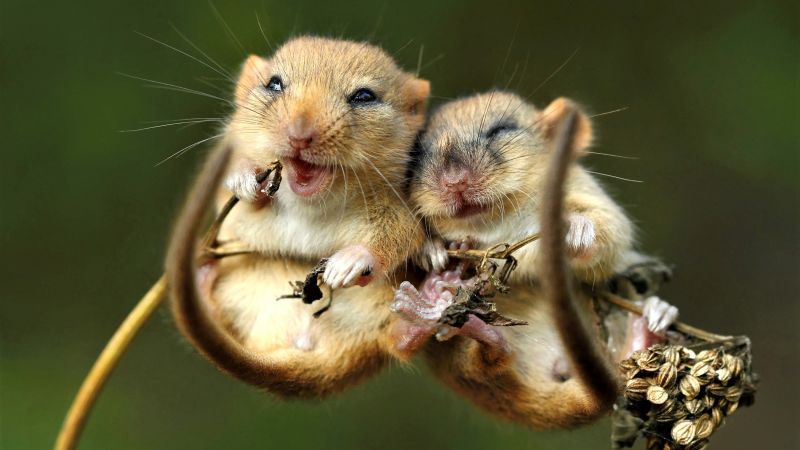 mouse, cute animals, 4K (horizontal)