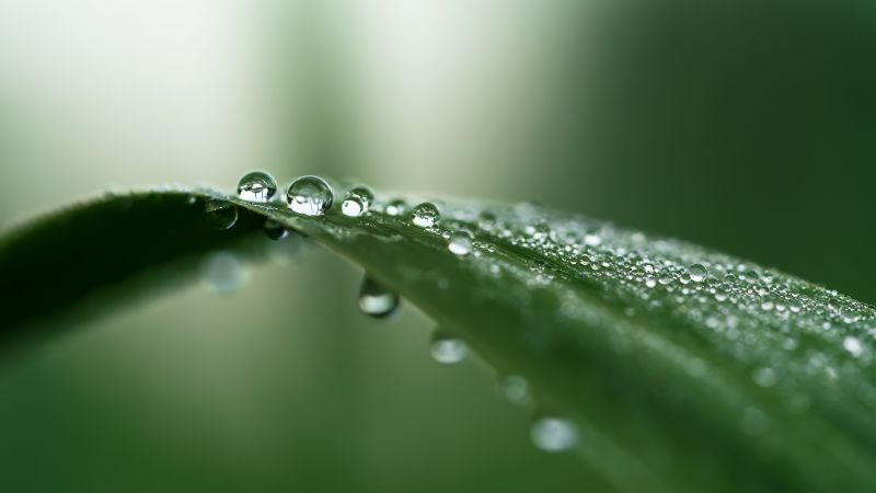 leaf, drops, green, 4K (horizontal)
