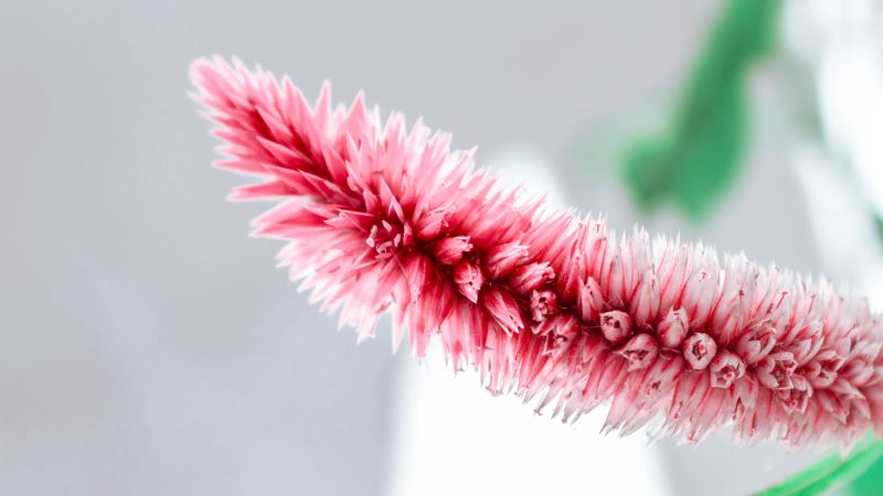 pink, white, flower, 5K (horizontal)