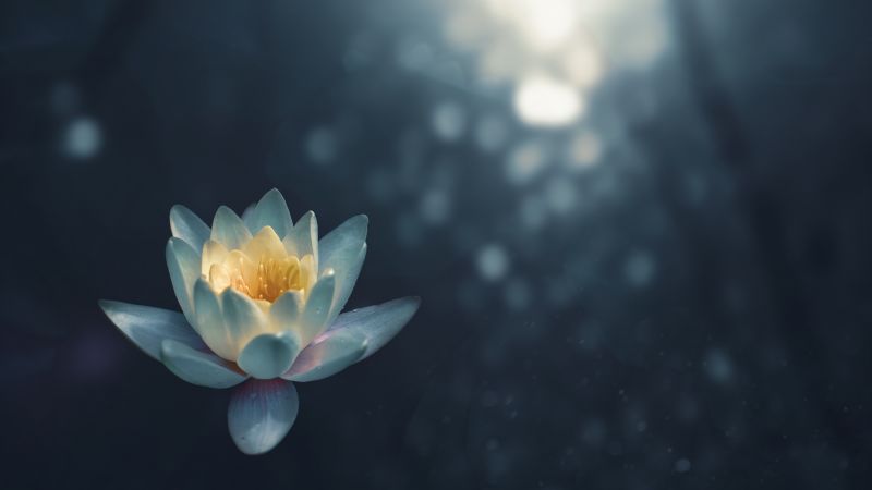 lily, white, flower, 5K (horizontal)