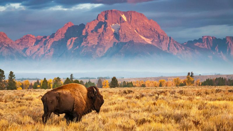bison, Grand Teton National Park, Wyoming, USA, Bing, Microsoft, 4K (horizontal)
