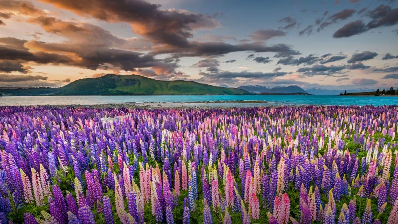 flowers, Tekapo, New Zealand, Bing, Microsoft, 5K (horizontal)