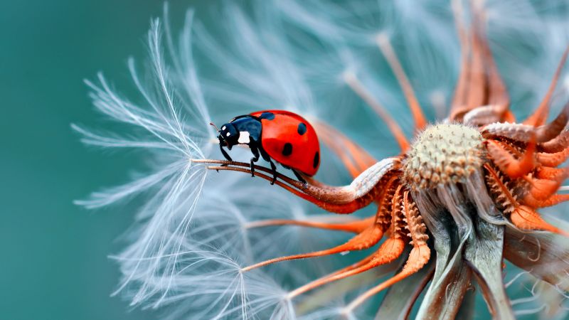 ladybug, red, flower, 5K (horizontal)
