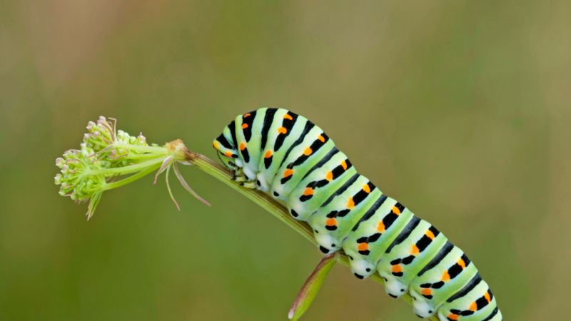 caterpillar, green, leaves, 4K (horizontal)