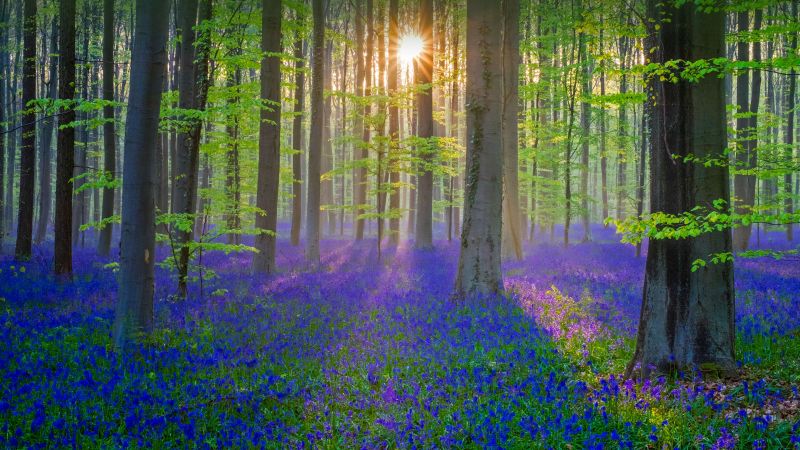 bluebell, flower, forest, sun, light, 4K (horizontal)