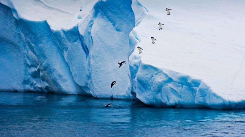 penguin, ice, winter, 5K (horizontal)