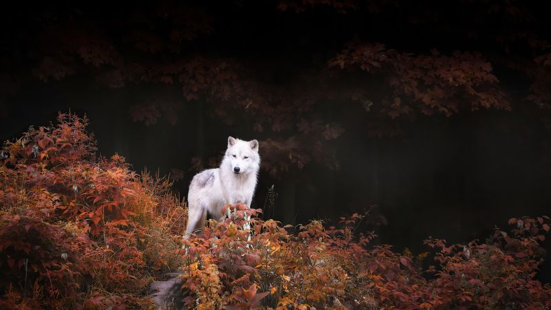 wolf, white, autumn, forest, 4K (horizontal)
