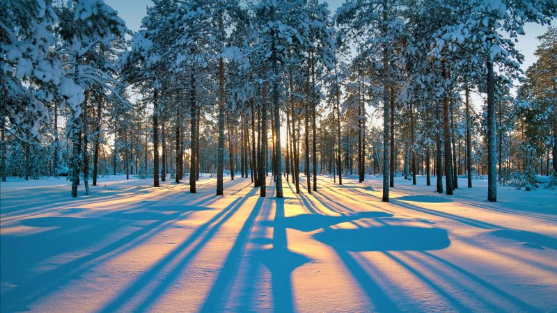 winter, forest, snow, trees, sunset, 4K (horizontal)
