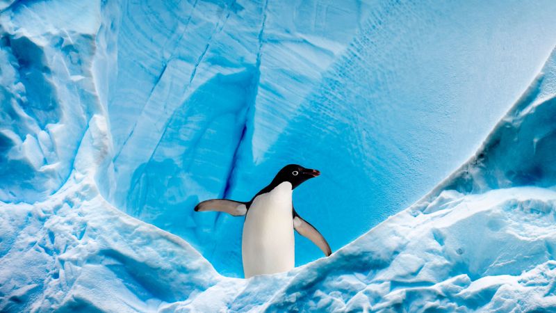penguin, glacier, ice, winter, 4K (horizontal)