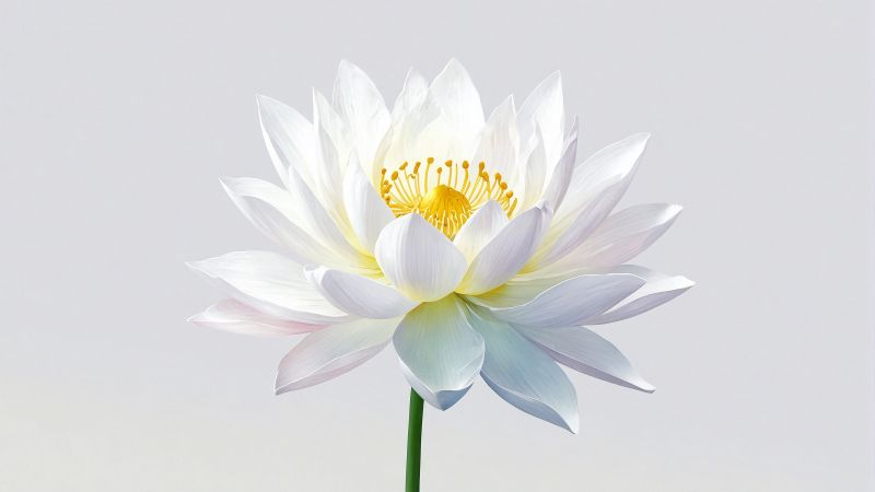 lotus, white (horizontal)