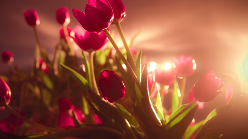 tulips, 4k, HD wallpaper, red, Valentine's Day, February 14 (horizontal)