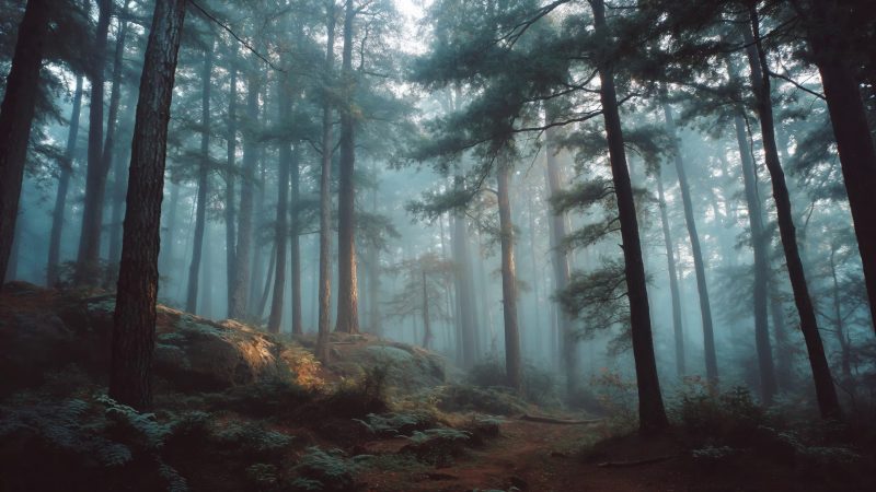 hiking trail wallpaper, wild forest, sunlight filtering, background for desktop wallpaper (horizontal)