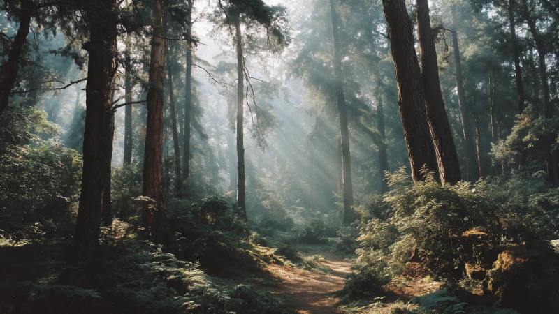 mossy wallpaper, canopy, sunlight through trees, background for desktop wallpaper (horizontal)