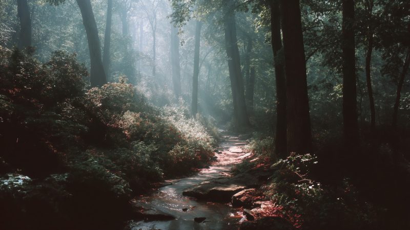 woodland trail wallpaper, wild forest, nature escape, background for desktop wallpaper (horizontal)