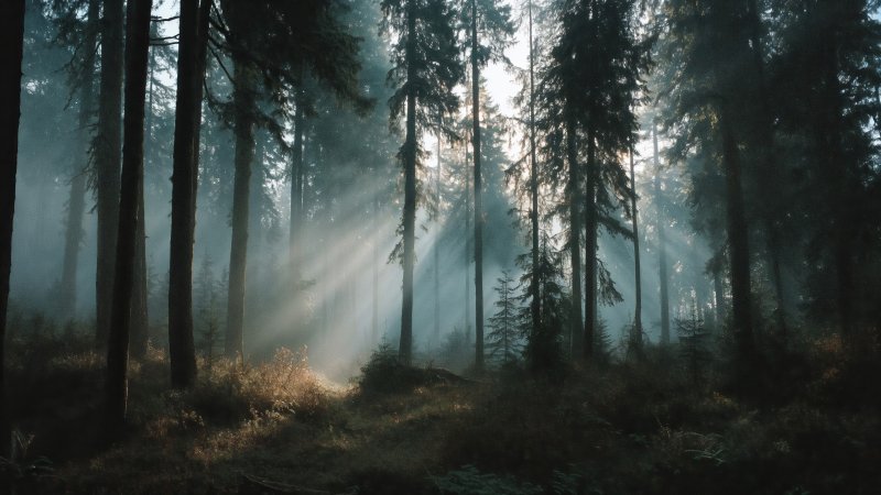 trail wallpaper, exploration, scenic woods, background for desktop wallpaper (horizontal)