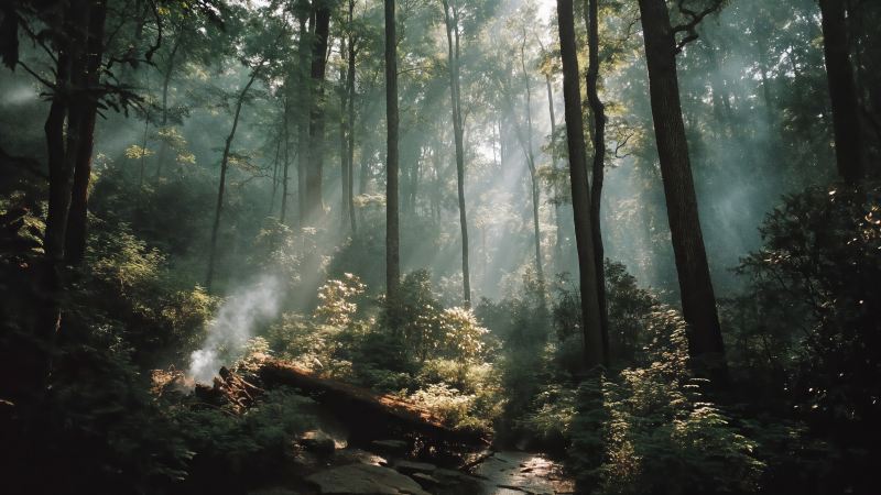 scenic hike wallpaper, nature exploration, natural scenery, background for desktop wallpaper (horizontal)