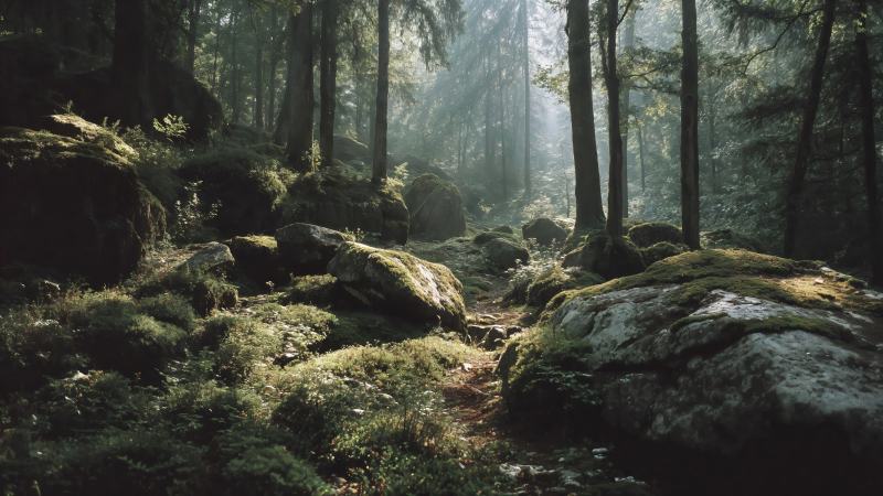 natural landscape wallpaper, pathway, deep forest, background for desktop wallpaper (horizontal)