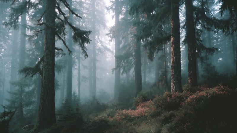 hiking trail wallpaper, dense foliage, wilderness journey, background for desktop wallpaper (horizontal)