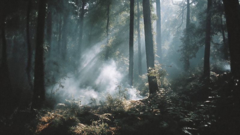 outdoor exploration wallpaper, pathway, deep forest, background for desktop wallpaper (horizontal)