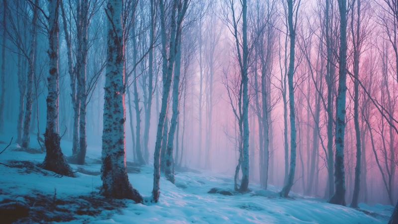 mist wallpaper, surreal, foggy trees, background for desktop wallpaper (horizontal)