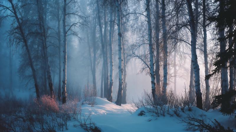winter forest wallpaper, enchanting, ethereal landscape, background for desktop wallpaper (horizontal)