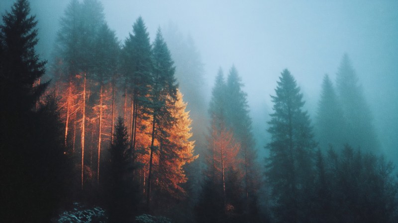 autumn forest wallpaper, woodland trails, warm hues, background for desktop wallpaper (horizontal)