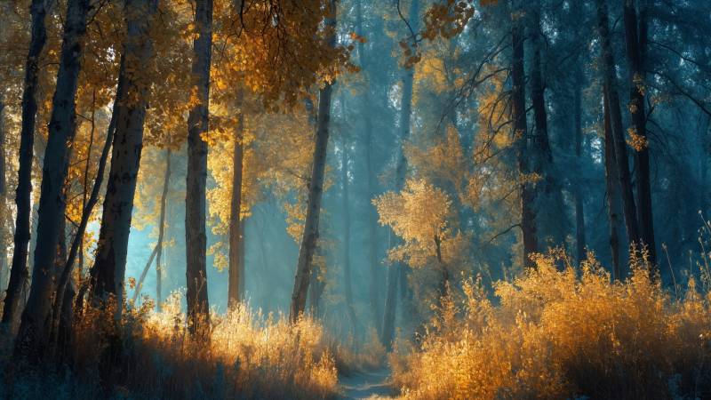 god rays wallpaper, warm hues, atmospheric light, background for desktop wallpaper (horizontal)