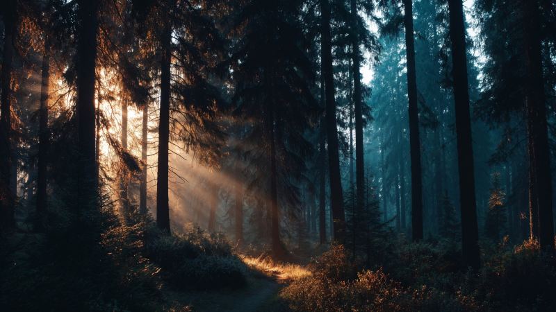 golden color wallpaper, deep woods, sunlight beams, background for desktop wallpaper (horizontal)