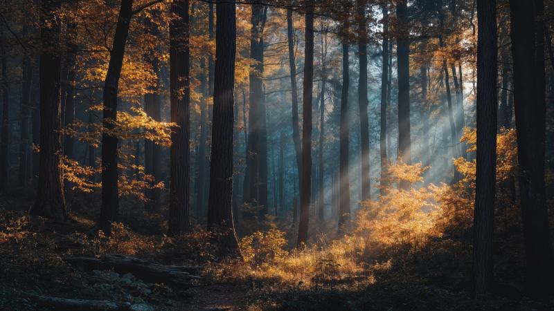 woodland trail wallpaper, sunlit trees, atmospheric lighting, background for desktop wallpaper (horizontal)
