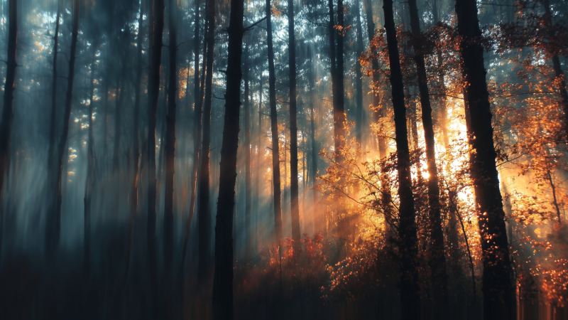 sunlight through trees wallpaper, woodland scene, ethereal lighting, background for desktop wallpaper (horizontal)