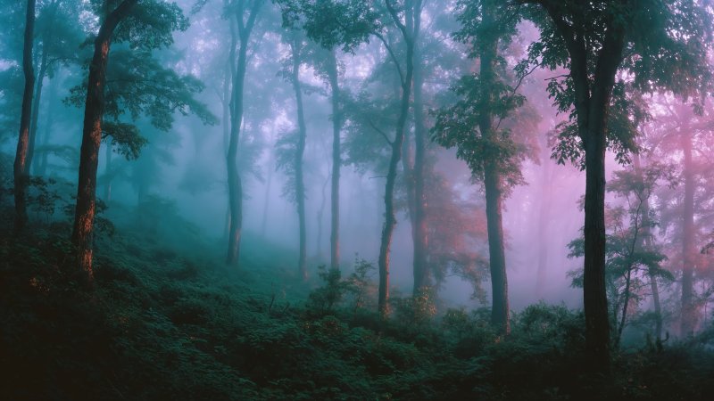 haunting beauty wallpaper, soft light, atmospheric landscape, background for desktop wallpaper (horizontal)