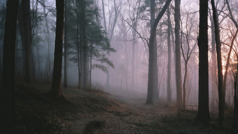 nature magic wallpaper, peaceful path, hazy sunlight, background for desktop wallpaper (horizontal)