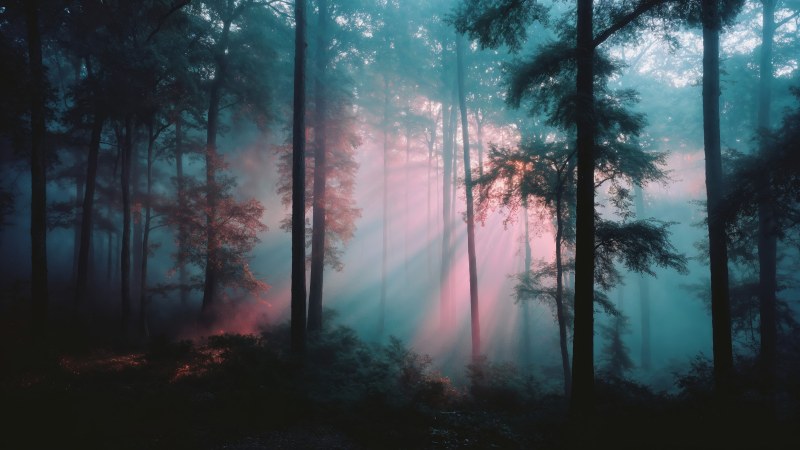 fairy tale wallpaper, tranquil grove, sunlight streaming, background for desktop wallpaper (horizontal)