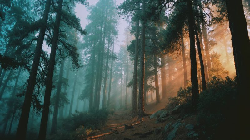 sunlight beams wallpaper, fairy tale, nature fantasy, background for desktop wallpaper (horizontal)