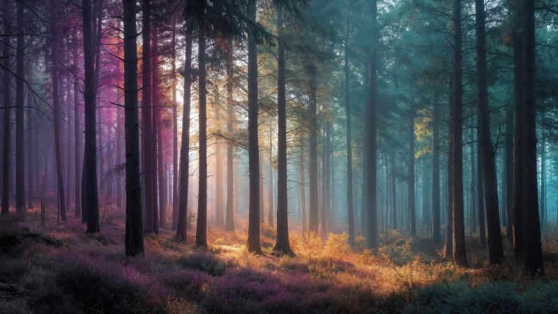 imaginative art wallpaper, serene oasis, nature wonderland, background for desktop wallpaper (horizontal)