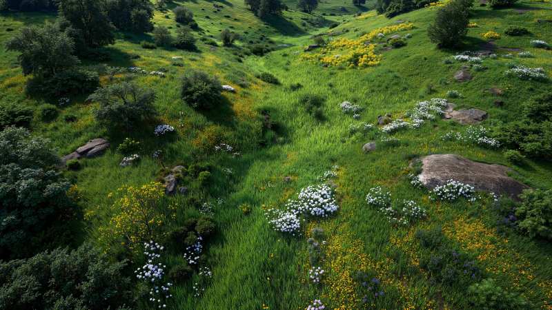 early blooms wallpaper, green growth, sunny, background for desktop wallpaper (horizontal)