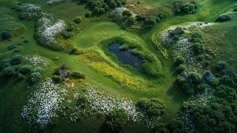 nature awakening wallpaper, green growth, sunny, background for desktop wallpaper (horizontal)