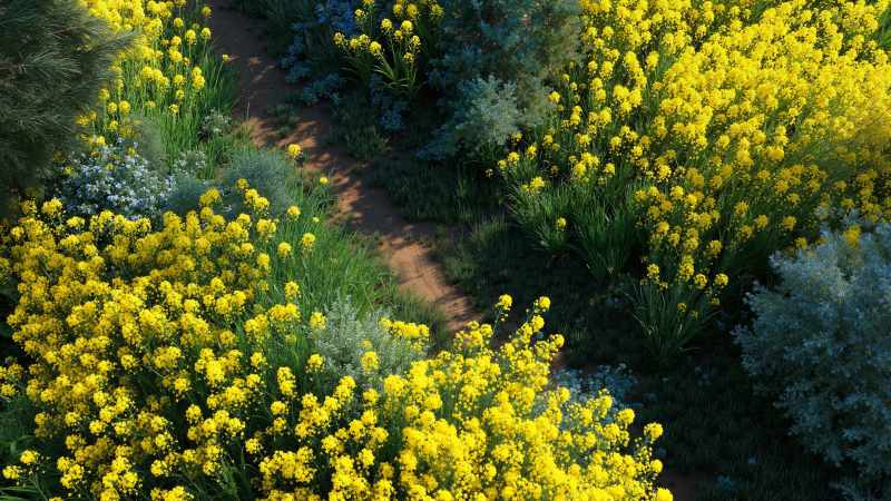 sunny days wallpaper, wildflowers, flower season, background for desktop wallpaper (horizontal)