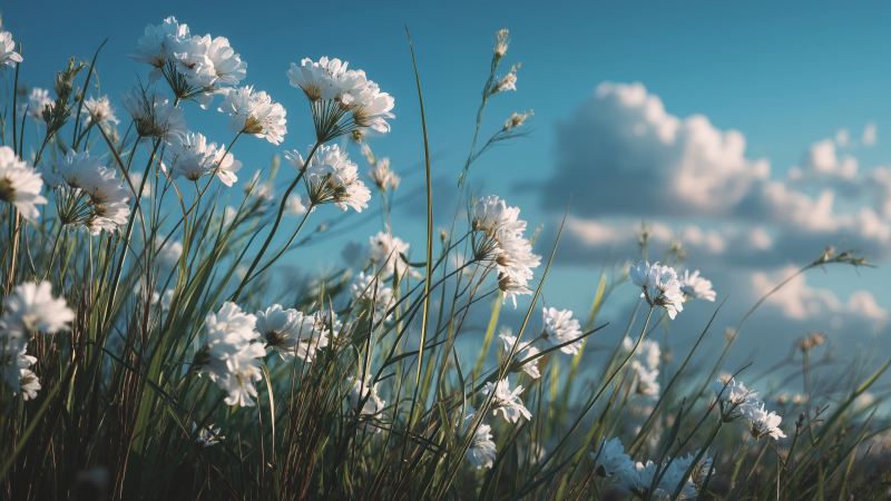 springtime vibes wallpaper, cherry blossom, garden colors, background for desktop wallpaper (horizontal)