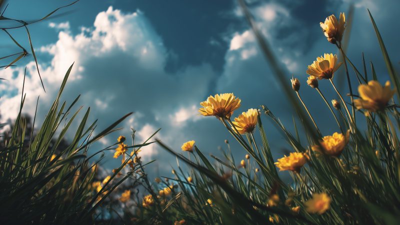 blossoming trees wallpaper, nature awakening, floral bloom, background for desktop wallpaper (horizontal)
