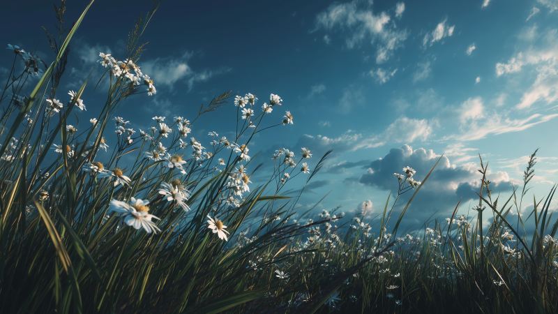 warm weather wallpaper, spring vibes, natural light, background for desktop wallpaper (horizontal)