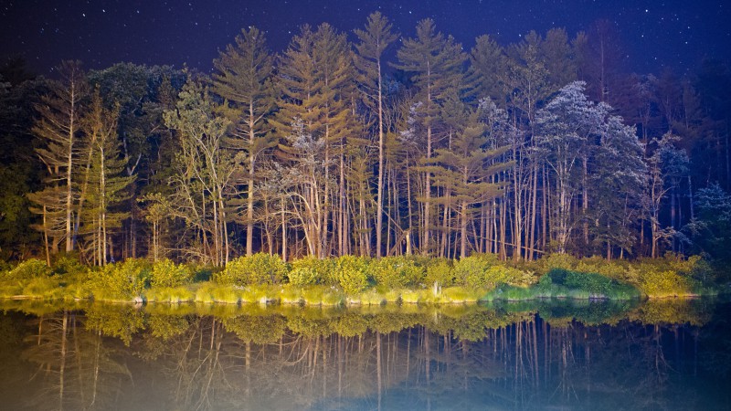 android, 5k, 4k wallpaper, forest, landscape, night, pond (horizontal)